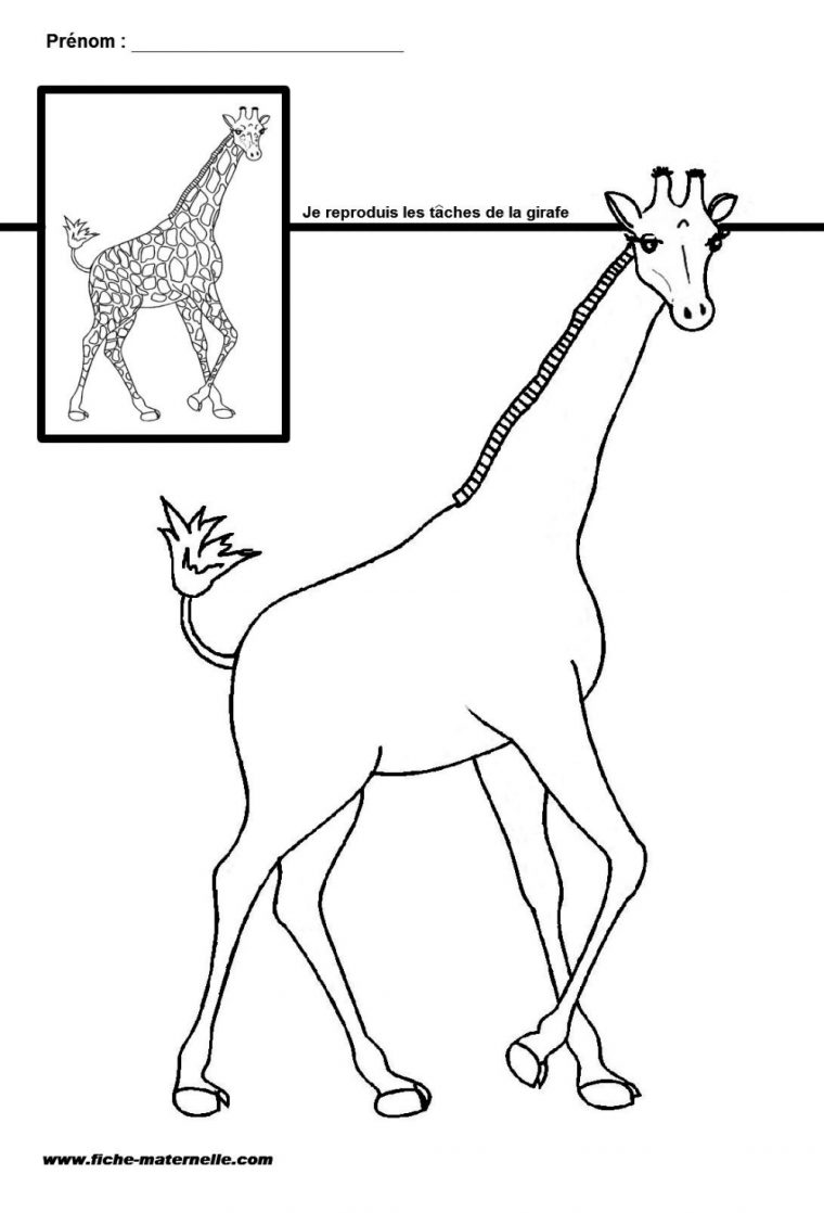 Site Maternelle Gs Et Ms : Les Taches De La Girafe avec Coloriage Arts Maternelle