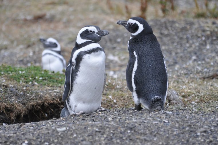 The Bars Family  En Voyage: A La Fin Du Monde Les destiné Danse Des Pingouins