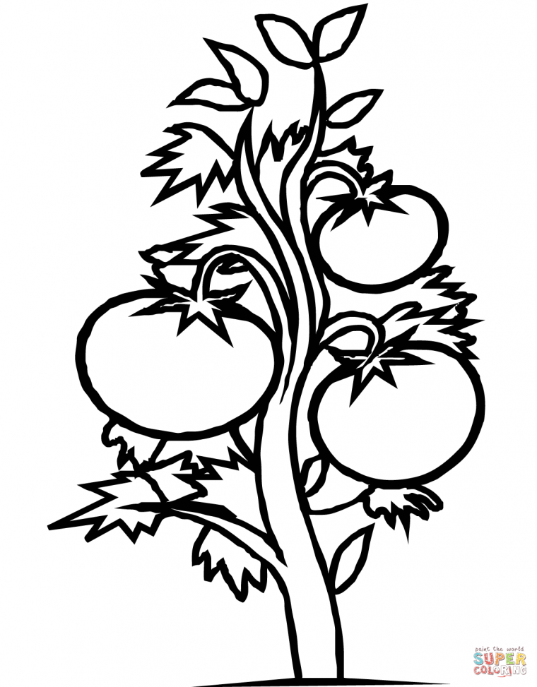 coloring pages plants