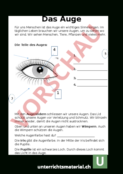 .Unterrichtsmaterial.ch – Biologie – Anatomie serapportantà Auge Aufbau Und Funktion 8Klasse