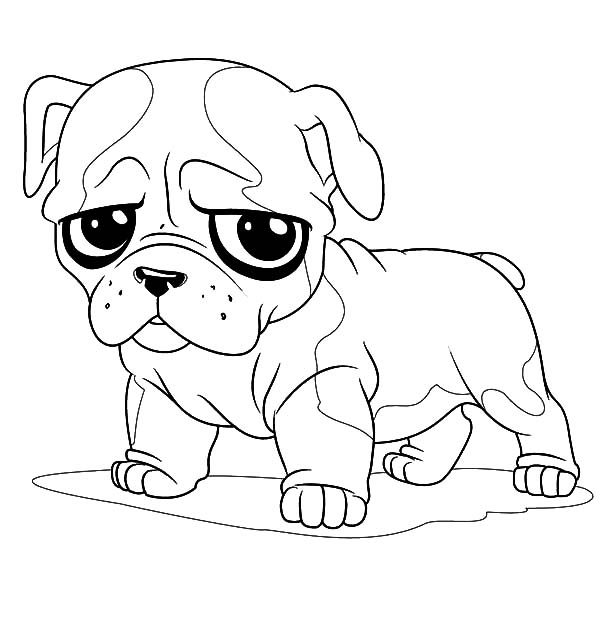 bulldog coloring pages bulldog coloring pages