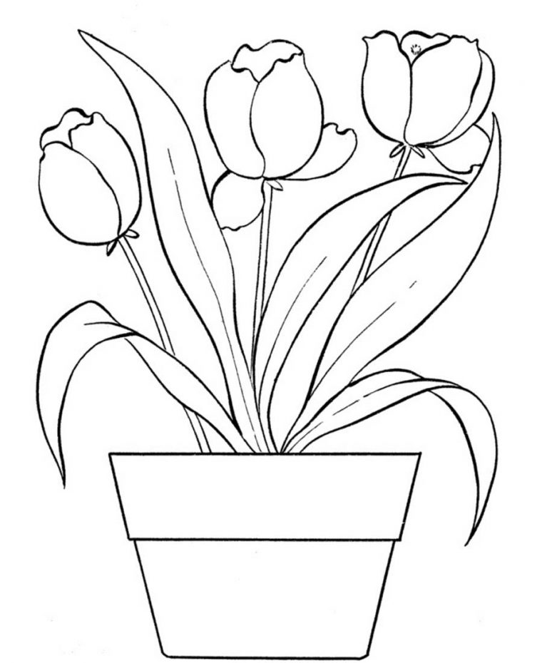 tulip coloring pages
