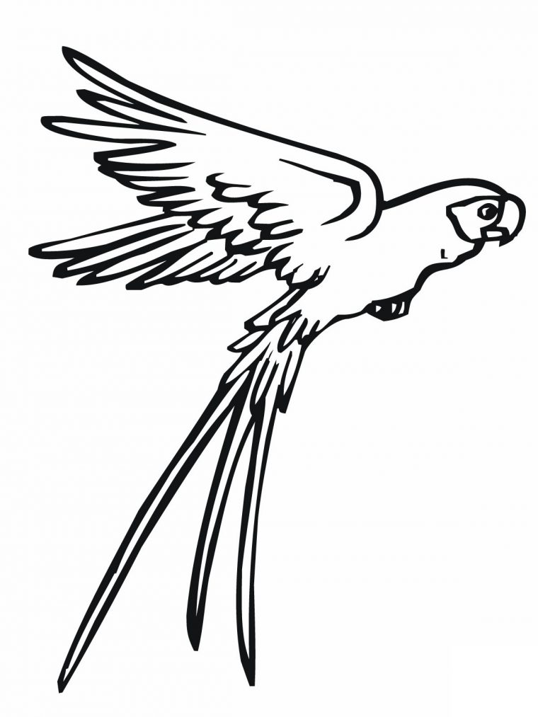 coloring pages parrot