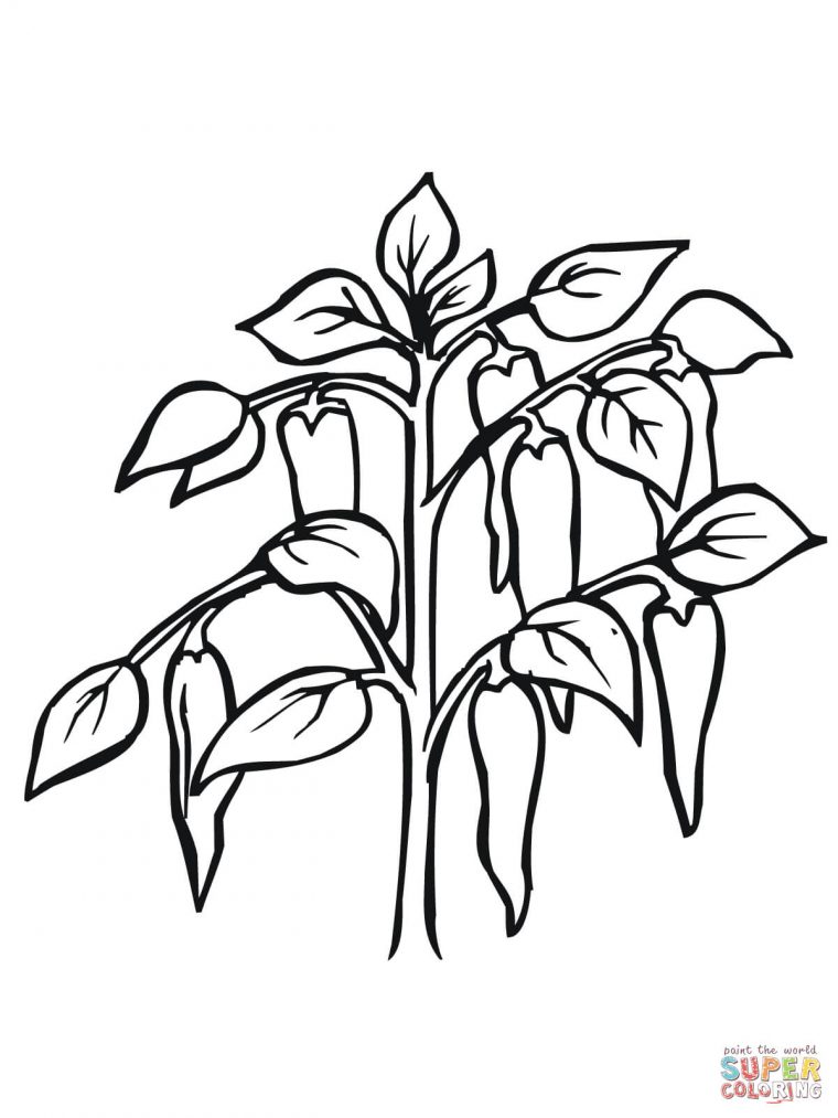 plant coloring pages