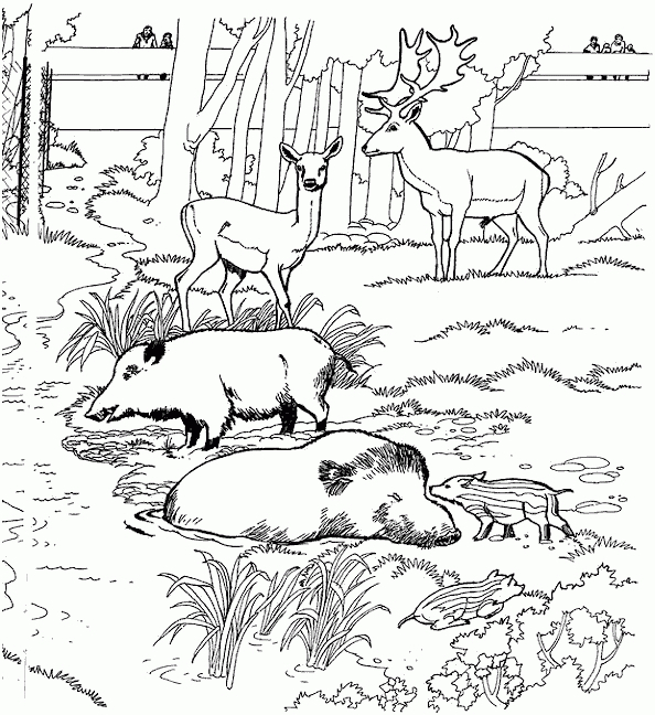 14 Rustique Coloriage Animaux Foret Pictures – Coloriage tout Coloriage Animaux Foret