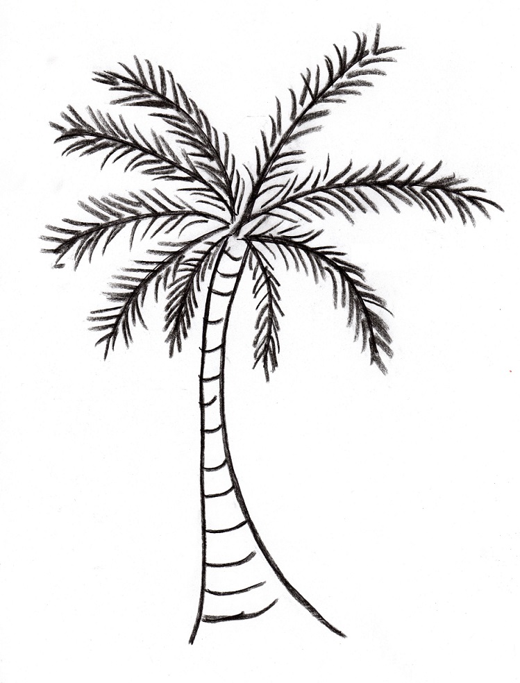 palm tree coloring pages