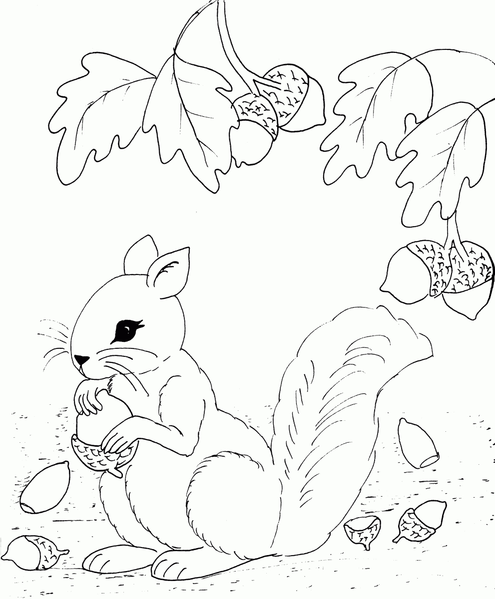 67 Dessins De Coloriage Écureuil À Imprimer Sur Laguerche - Page 3 tout Feuille Coloriage Animaux