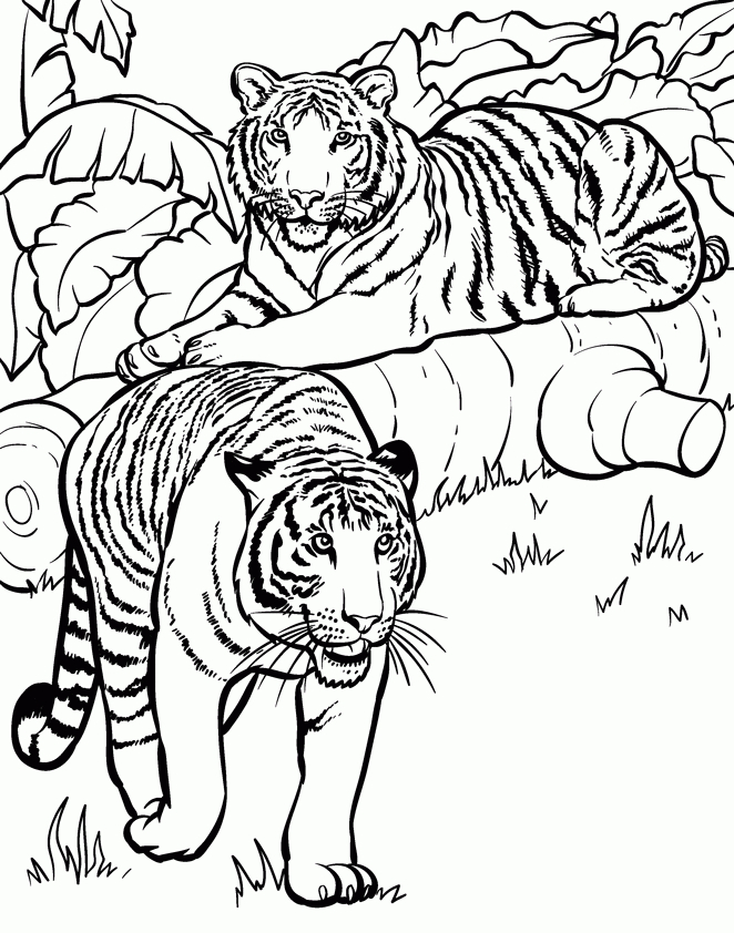 72 Dessins De Coloriage Tigre À Imprimer Sur Laguerche – Page 2 pour Coloriage Animaux Ëtre