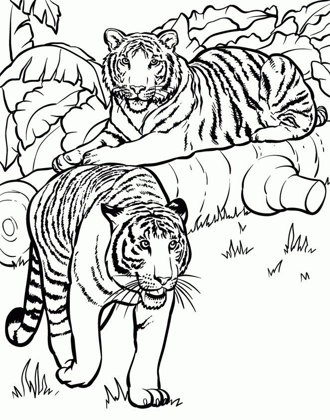 72 Dessins De Coloriage Tigre À Imprimer Sur Laguerche – Page 2 pour Coloriage Animaux Ëtre 72 Dessins De Coloriage Tigre À Imprimer Sur Laguerche – Page 2 pour Coloriage Animaux Ëtre