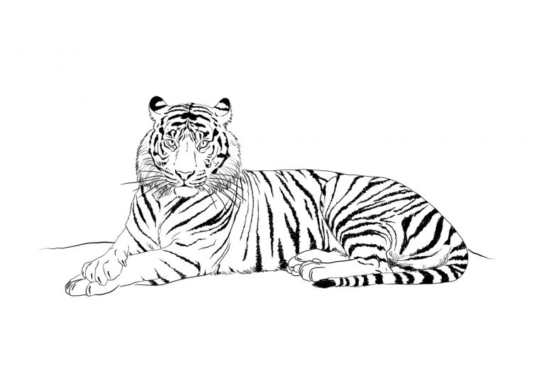72 Dessins De Coloriage Tigre À Imprimer Sur Laguerche – Page 2 tout Images Dessin Tigre