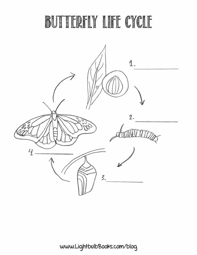 life cycle coloring pages