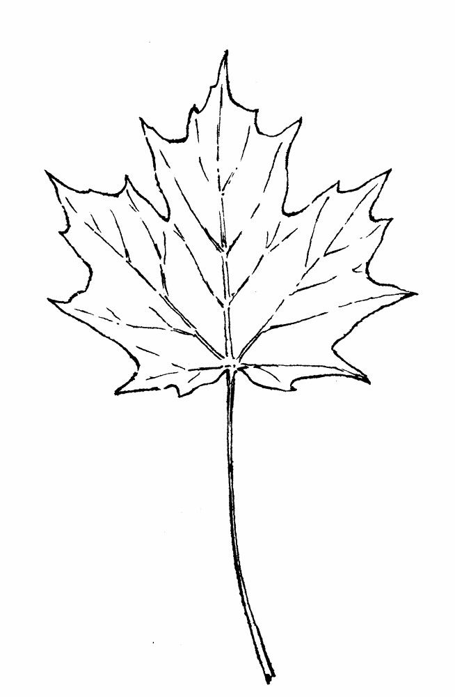 Acer Saccharum (Sugar Maple): Go Botany | Tatuaje Arbol, Dibujos De dedans Feuilles D'Erablea Colorier