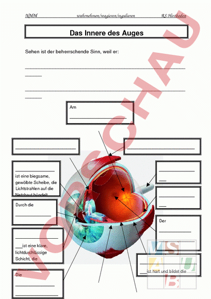 Arbeitsblatt: Das Auge/Das Ohr – Biologie – Anatomie / Physiologie encequiconcerne Arbeitsblatt Bestandteile Des Auges