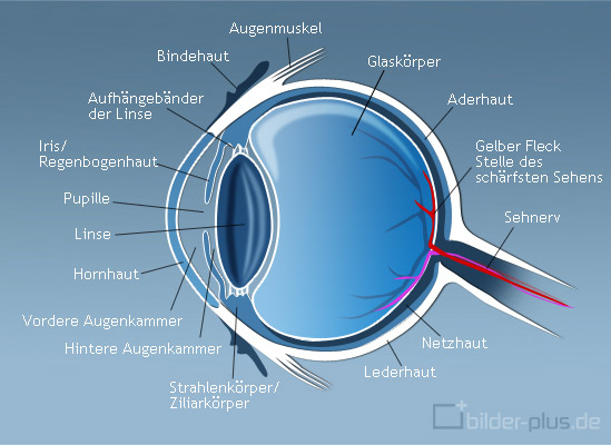 Aufbau Des Menschlichen Auges pour Arbeitsblatt Bestandteile Des Auges