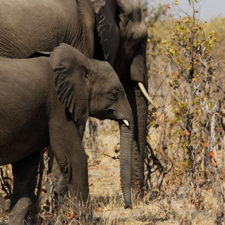 Botswana : La Chasse Aux Animaux Sauvages, Bientôt Légale dedans Chasse Des Animaux Sauvages En Afrique