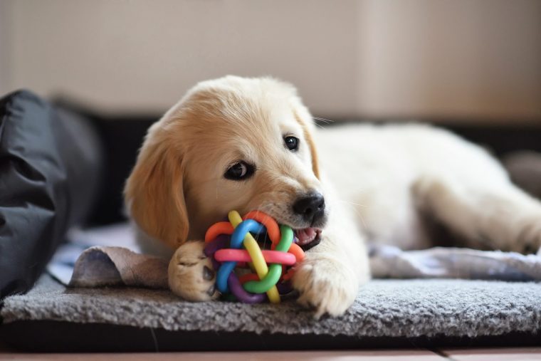 Brinquedos Para Cachorro Enjoam: Como Solucionar O Problema concernant Image A Imprimer De 2 Goleden Retrever