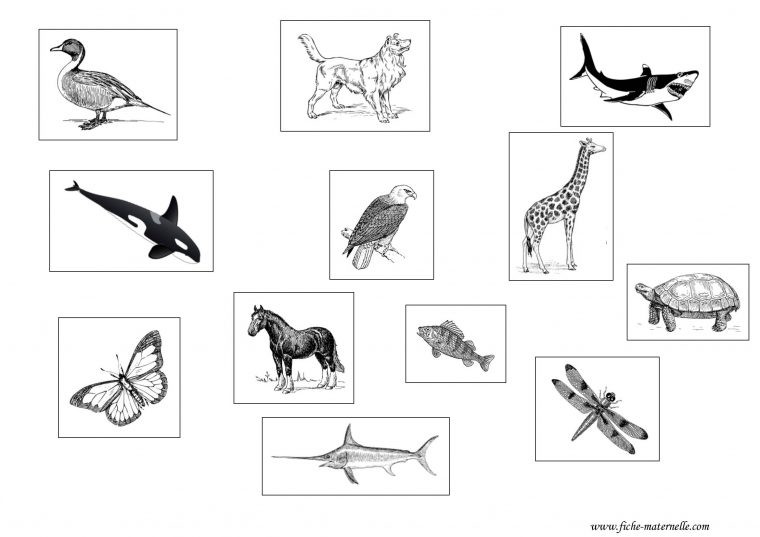 Classification Des Animaux Au Cp Et Ce1 avec Coloriage Animaux Gs