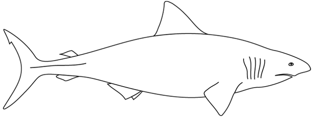 Coloriage À Imprimer : Un Requin – Turbulus, Jeux Pour Enfants destiné Dessin De Requin A Colorier Et A Imprimer