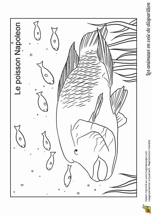 Coloriage Animaux En Danger Poisson Napoléon destiné Coloriage Animaux 7 Mer