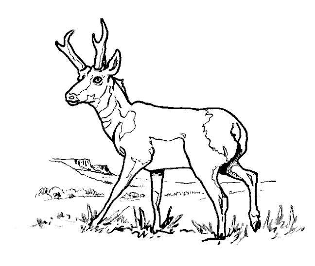 Coloriage Antilope #22588 (Animaux) – Album De Coloriages tout Coloriage Animaux Gazelle
