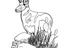 Coloriage Antilope #22606 (Animaux) - Album De Coloriages avec Coloriage Animaux Gazelle