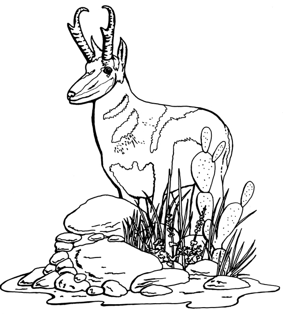 Coloriage Antilope #22606 (Animaux) - Album De Coloriages avec Coloriage Animaux Gazelle