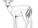 Coloriage Antilope Animal Sauvage Tres Craintif Dessin Animaux Sauvages serapportantà Coloriage Animaux Gros Yeux
