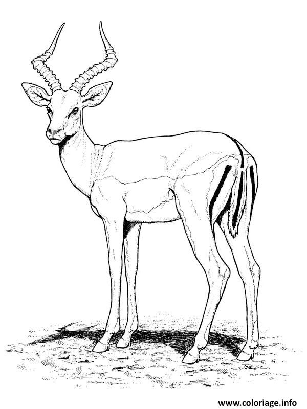 Coloriage Antilope Animal Sauvage Tres Craintif Dessin Animaux Sauvages serapportantà Coloriage Animaux Gros Yeux Coloriage Antilope Animal Sauvage Tres Craintif Dessin Animaux Sauvages serapportantà Coloriage Animaux Gros Yeux