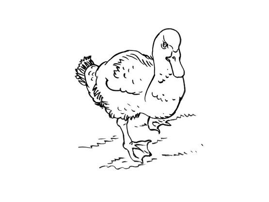 Coloriage Canard 6 – Coloriage Canards – Coloriages Animaux tout Coloriage Animaux 6 Ans