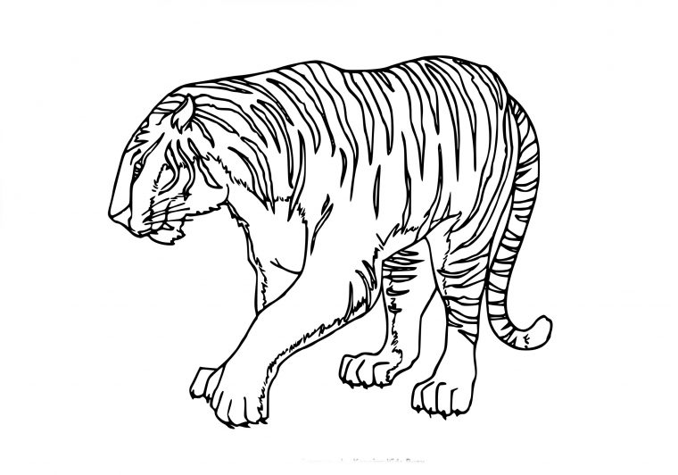 Coloriage D'Un Tigre À Imprimer Sur Coloriage De avec Images Dessin Tigre