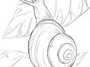 Coloriage Escargot Helix Aspersa Famille Des Helicidae Dessin Escargot pour Hugo L&amp;#039;Escargot Dessin Licorne