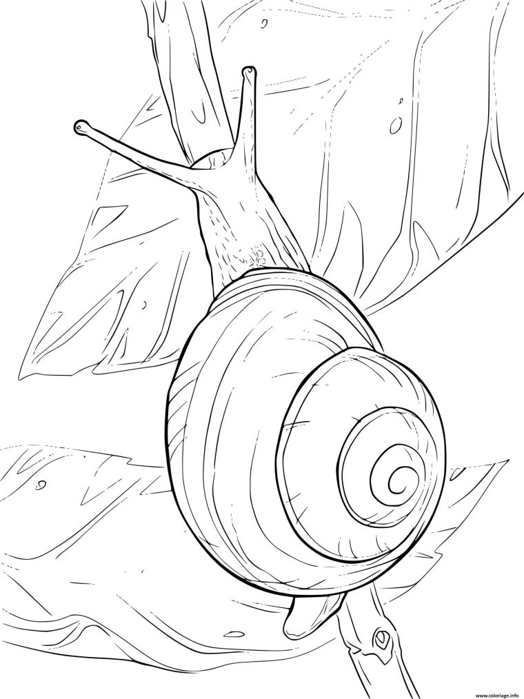 Coloriage Escargot Helix Aspersa Famille Des Helicidae Dessin Escargot pour Hugo L&#039;Escargot Dessin Licorne