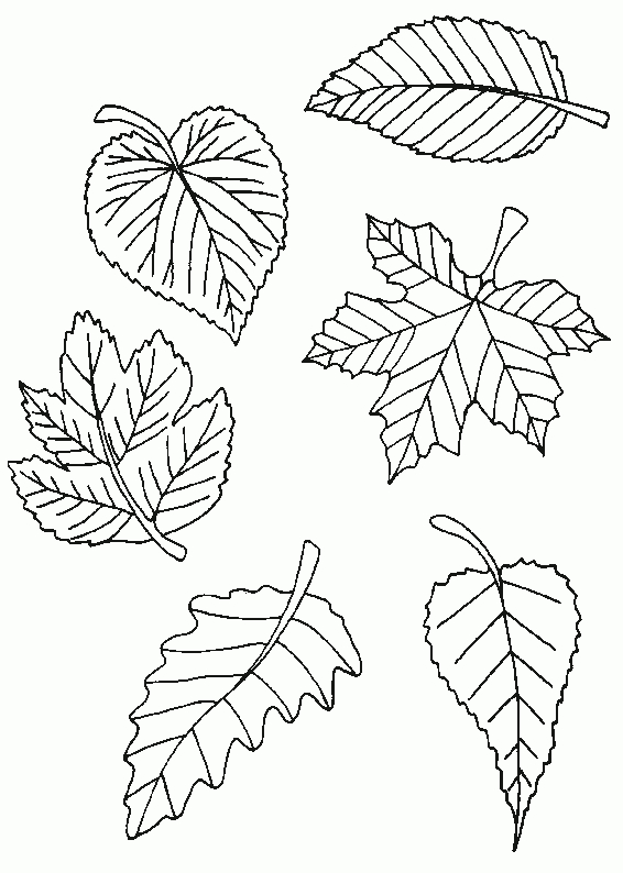 Coloriage | Feuilles | Feuille-4 à Erable A Colorier