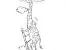 Coloriage Girafe 28 - Coloriage Girafes - Coloriages Animaux concernant Coloriage Animaux Girafe