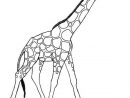Coloriage Girafe #7260 (Animaux) - Album De Coloriages encequiconcerne Coloriage Animaux Girafe