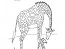 Coloriage Girafe D'Afrique Dessin Gratuit À Imprimer dedans Coloriage Animaux Gratuit Maternelle
