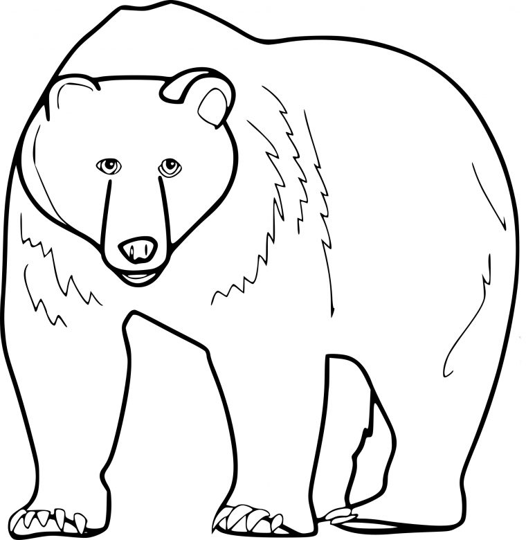 Coloriage Grizzly Et Dessin À Imprimer concernant Coloriage Animaux À Dessiner