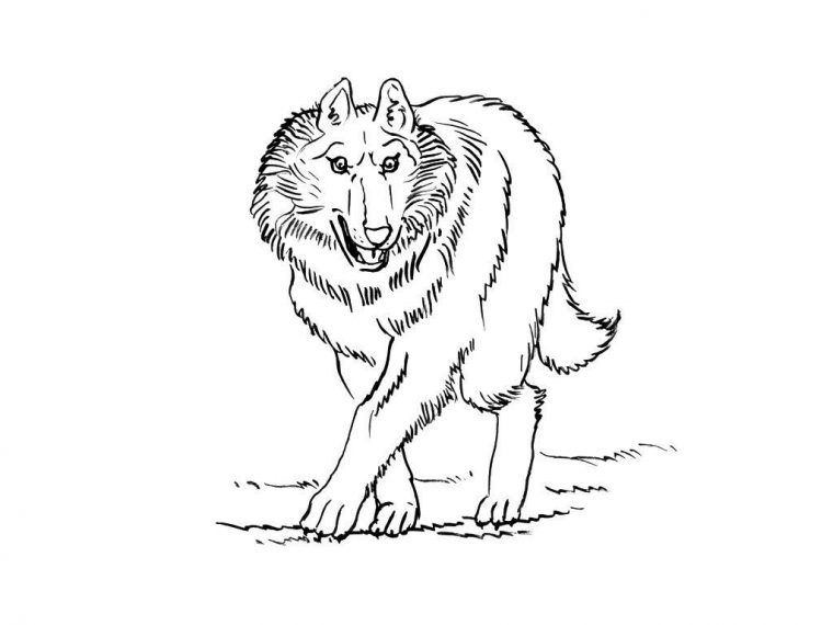 Coloriage Loup 12 – Coloriage Loups – Coloriages Animaux à Coloriage Facvrier Loup