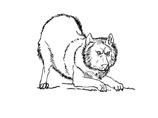 Coloriage Loup 7 – Coloriage Loups – Coloriages Animaux dedans Coloriage Facvrier Loup