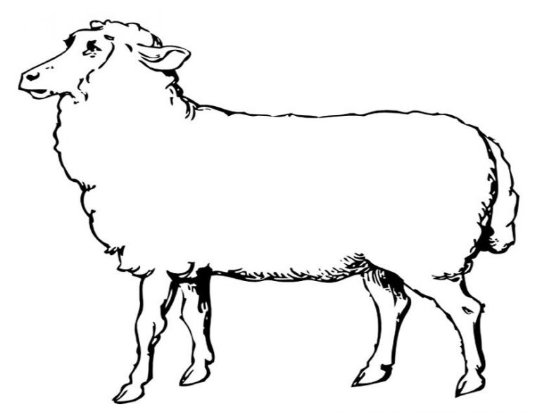 Coloriage Mouton #11452 (Animaux) – Album De Coloriages tout Dessin D&#039;Un Gros Mouton A Colorier