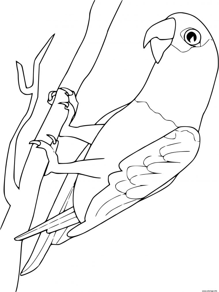 Coloriage Perroquet Gris Du Gabon Dessin Perroquet À Imprimer tout Coloriage Animaux Gratuit Maternelle