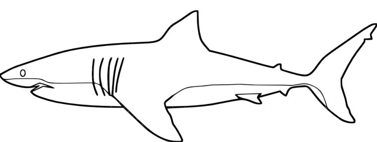 Coloriage Requin #14809 (Animaux) – Album De Coloriages tout Dessin De Requin A Colorier Et A Imprimer