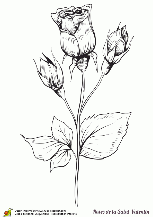 Coloriage Roses Saint Valentin Sur Hugolescargot concernant Hugo L'Escargot Bouquet De Fleurs