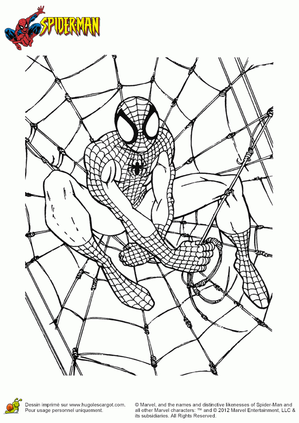 Coloriage Spider-Man Toile Piège destiné Dessin Spiderman Facile A Colorier
