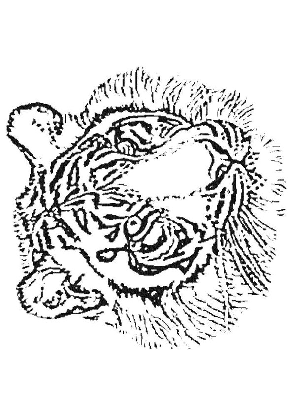 Coloriage Tête De Tigre Au Crayon Dessin Gratuit À Imprimer concernant Dessin A Colorier Facile Tigre