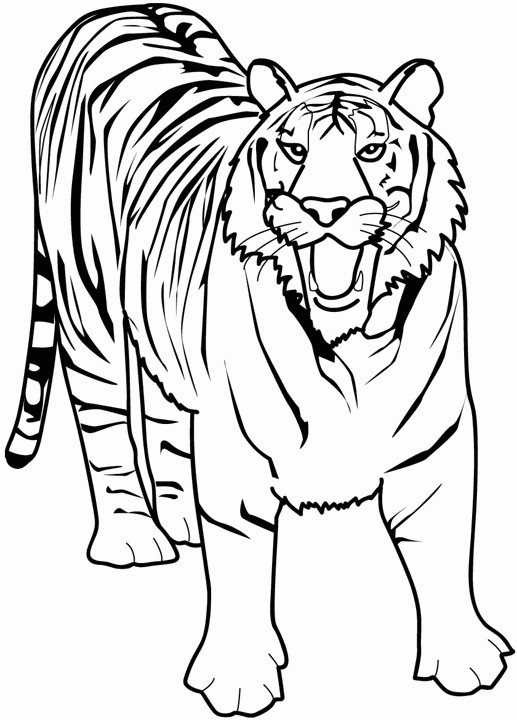 Coloriage Tigre Effrayant Dessin Gratuit À Imprimer avec Dessin De Tigre A Colorier Et A Imprimer