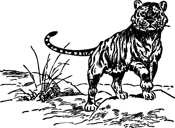 Coloriage Tigre Gratuit À Imprimer Liste 40 À 60 tout Dessin De Tigre A Colorier Et A Imprimer