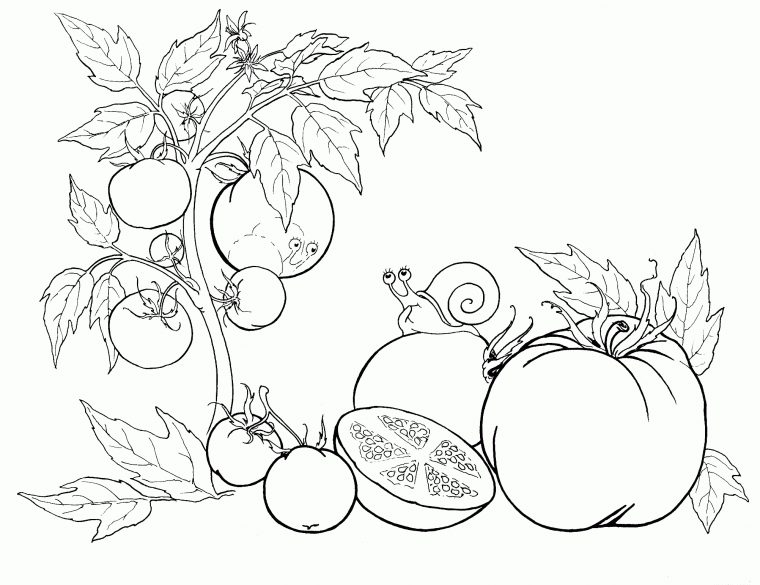 Coloriage – Tomate concernant Dessin A Colorier Et A Imprimer Ùni