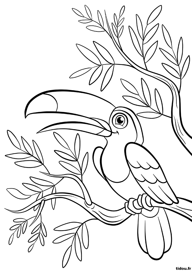Coloriage Un Toucan Sur Une Branche – Tidou.fr serapportantà Coloriage Animaux 7 À Imprimer