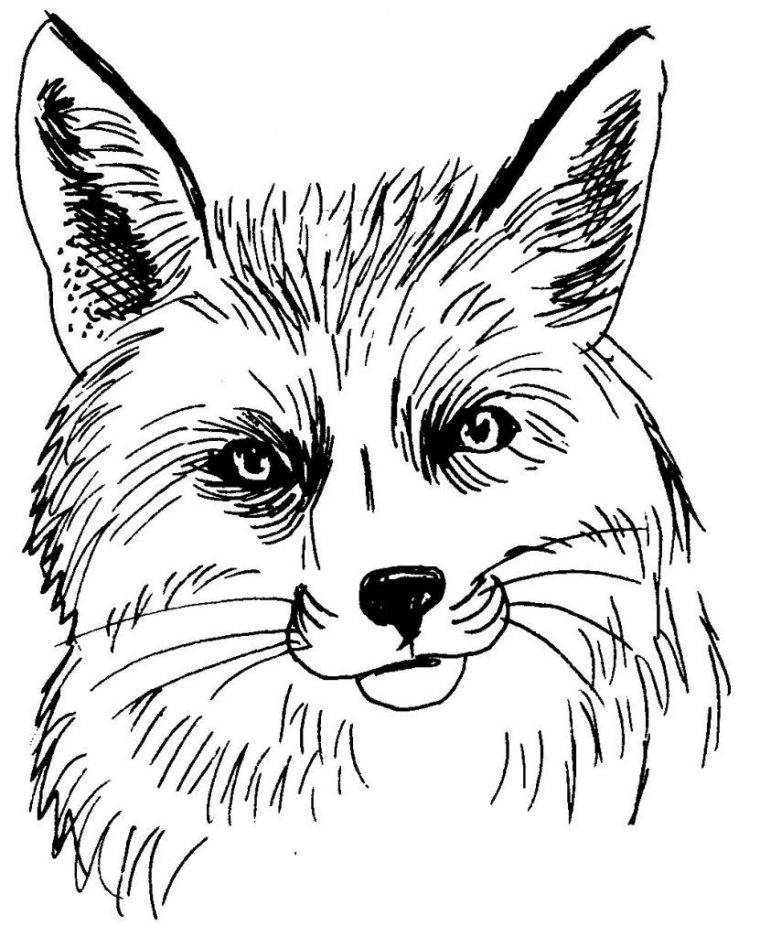 Coloriages À Imprimer : Animaux, Numéro : 614083 serapportantà Dessin A Colorier Facile Renard